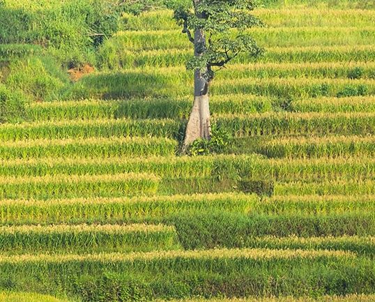 烈士刘英：生平简历与墓地