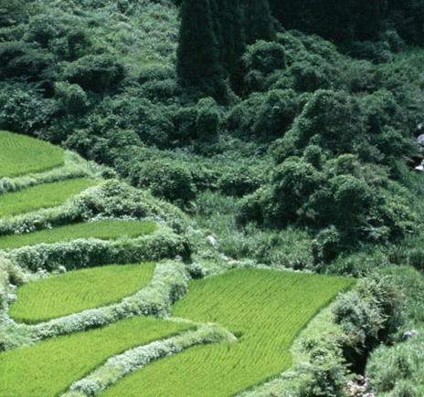 鱼少说生活