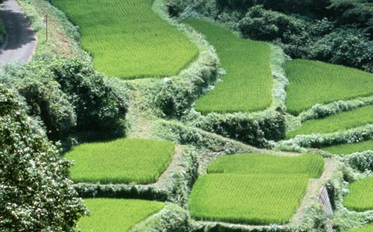 生菜鱼怎么烧