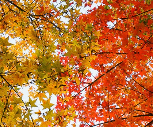 登山趣事：探索自然之美重阳登山：挥别过往，迎接光明未来