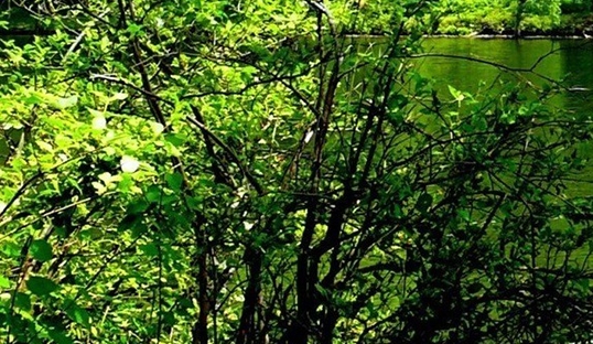 美味顶峰汉堡小哥芯片
