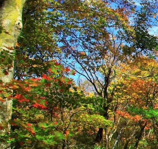 本地生活团购是什么意思
