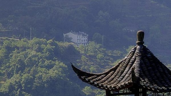 夜晚浇花：奇迹之时，早晨还是白天更好？