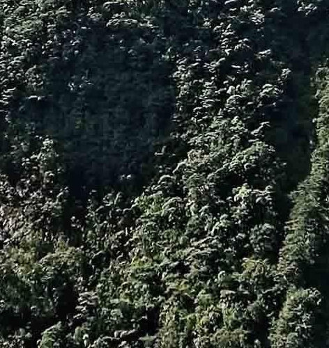 巴黎的生活
