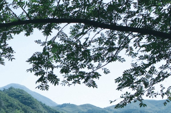 龙岗区领导平原简历介绍