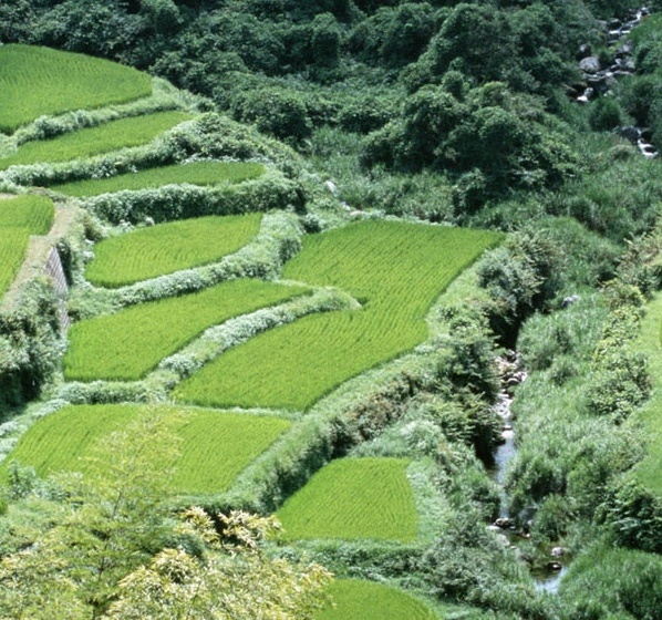 姓名练字