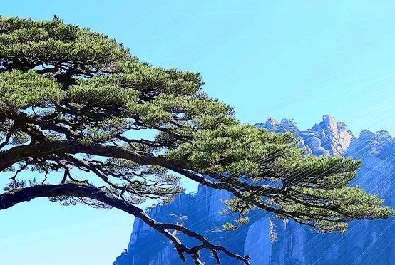 军事专家李莉图片 简历