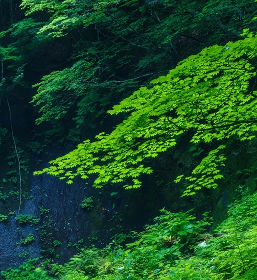 泗阳胡勇