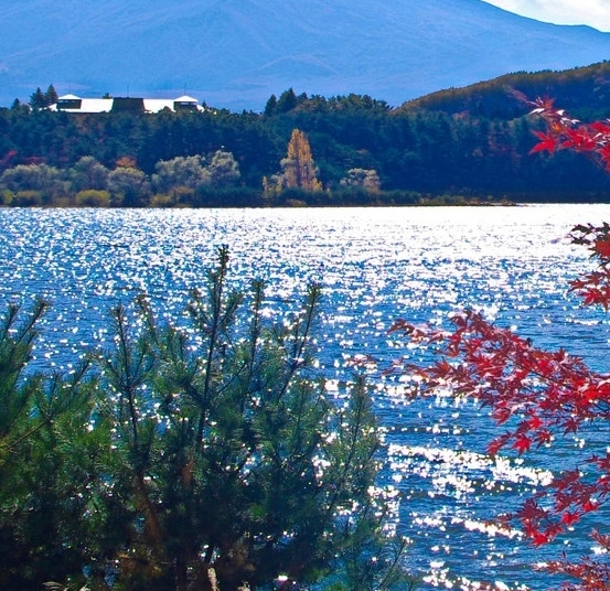 长城机油真伪鉴定