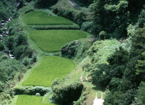 美味大厨2