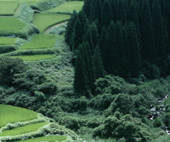 抖音神兵奇迹礼包码