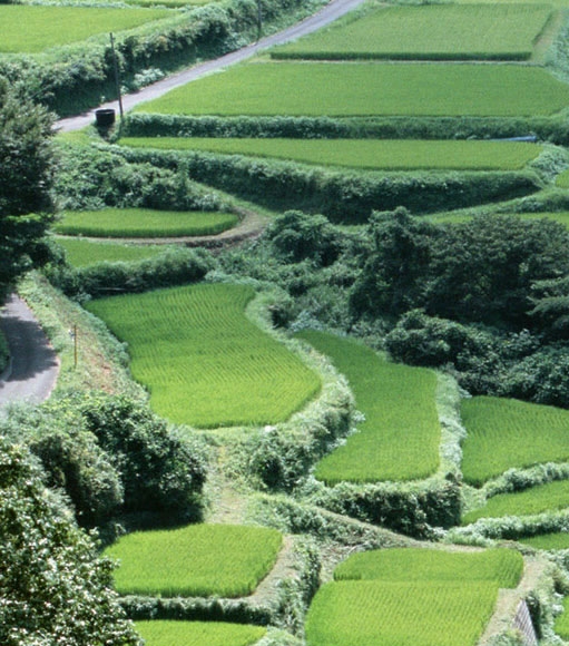简历英语缩写