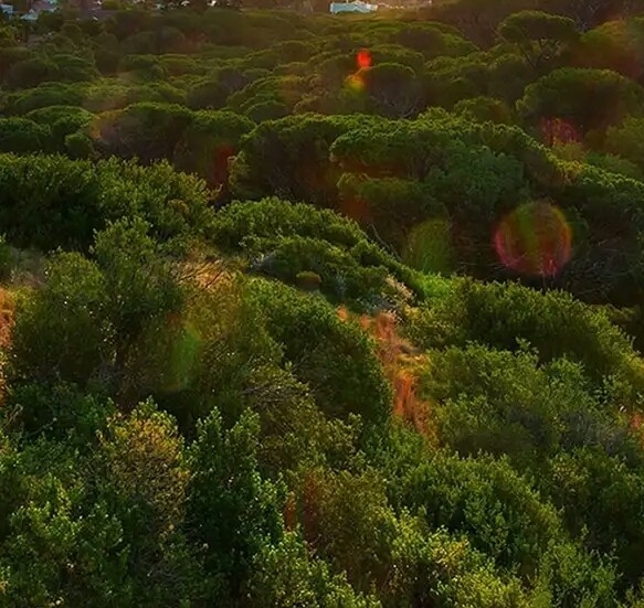可乐鸡翅大厨