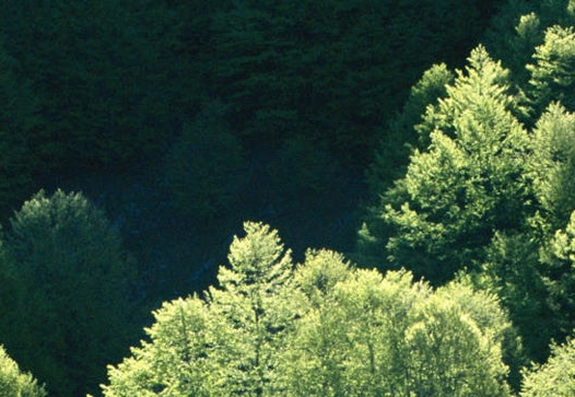 天翼数字生活公司