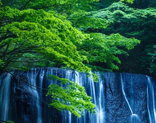芯链生活骗局曝光