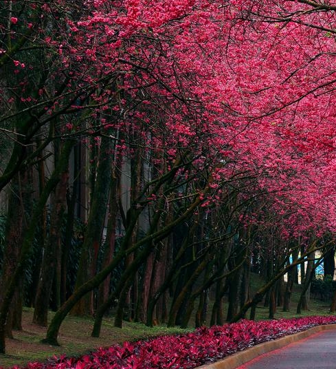 桃花：特点、趣事与作用