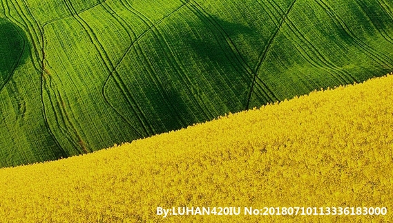 户外烤鱼图片