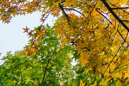 注册电子科技公司流程