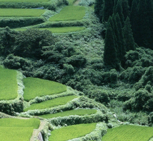 美味家常菜图片大全