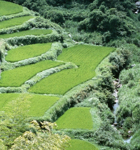 寺庙大门图片大全
