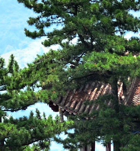 蒯崇山简历