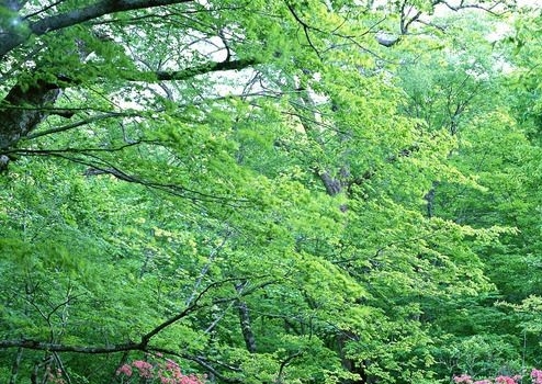 糖衣甜蜜口感，虾肉鲜嫩香浓