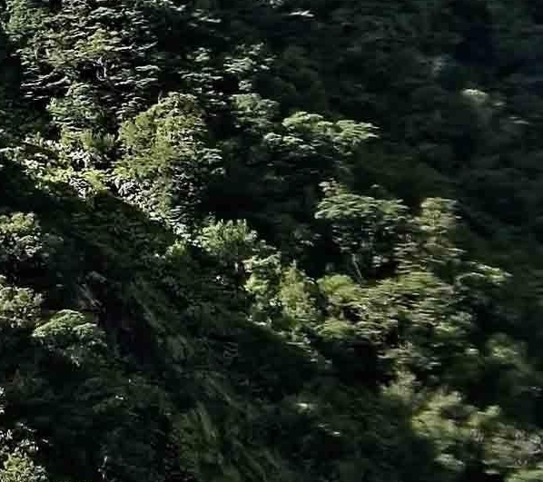 宠物段子视频素材