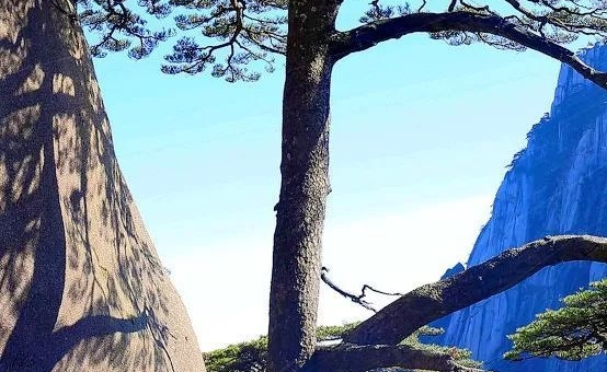 岳阳陈龙