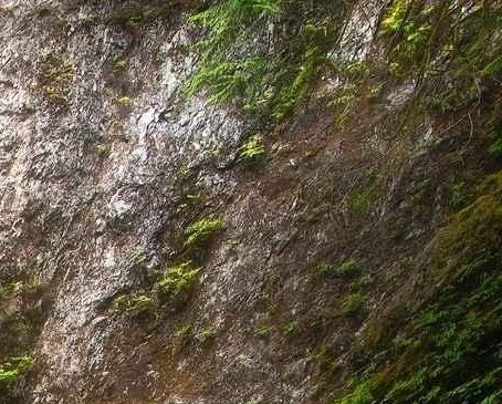 揭秘美味猫堡原声及鼠老板身份
