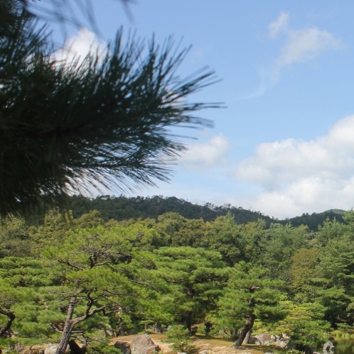 海岸生活vlog探索海岸生态：了解海岸生活有哪些动物