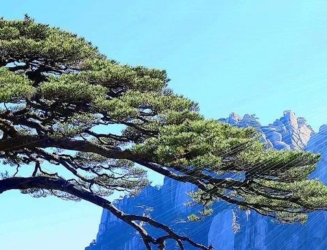 奇迹花园朋友圈文案