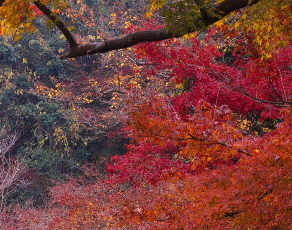 欧洲田园乡村风景图片