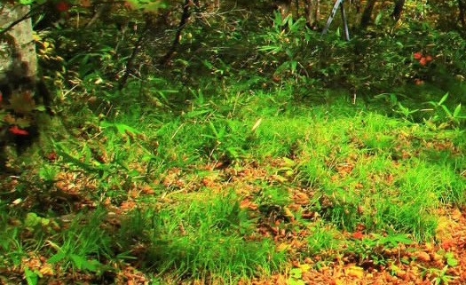 现代果农创业路：种植生活、找寻途径与成功经验