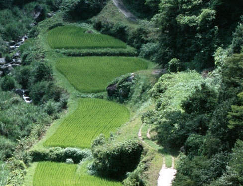 安徽青阳中学老师简历