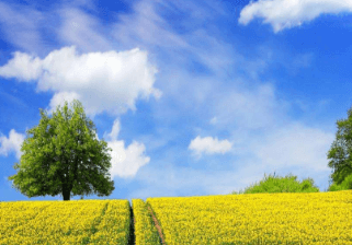 一、瓜栗之发财树：其实我叫瓜栗