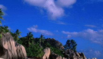 三、北美海棠价格之厉害了大阜阳!