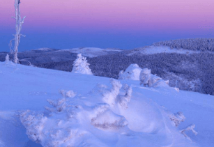 一、中华蚊母之中华蚊母盆景<br/><br/>中华蚊母养护要点