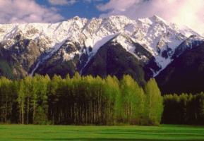一、黄杨树盆景之花卉界3种寓意好的“盆景”，全养过的不多，养过2盆绝对厉害