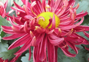三、蜂室花之火爆!假期吸引逾万人次!中山这么美,你错过了吗?