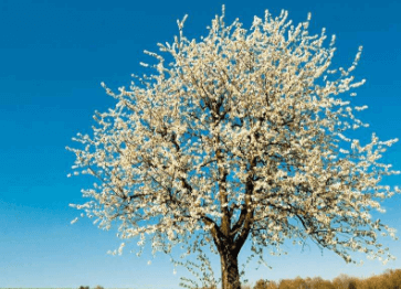 一、交通岛设计之【专题（下）】小尺度景观设计——č交通岛广场