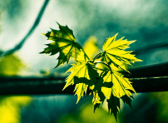 典雅花溪半岛