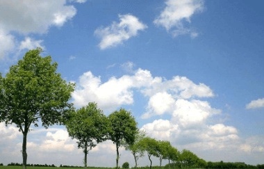 一、枫叶小熊之枫叶小熊植树节活动预告•十里春风，植下倾城绿意