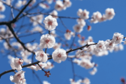 一、依神紫苑之我叫依神紫苑