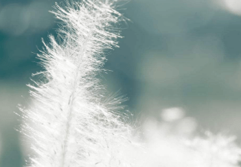 三、蝴蝶花图片大全之蝴蝶花图片