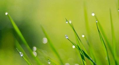 四、水蕴草之有没有人种过水蕴草,求科普