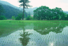四川金钱板