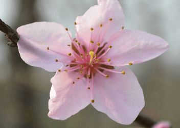 一、龙牙花之龙牙花和刺桐的区别