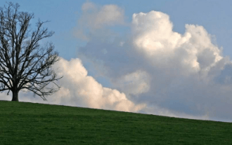 无花果树的栽培103