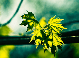 派大星壁纸252