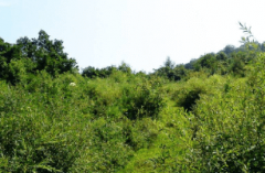 什么牌子的加湿器好-加湿器十大名牌